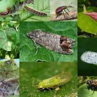 Від шкідників